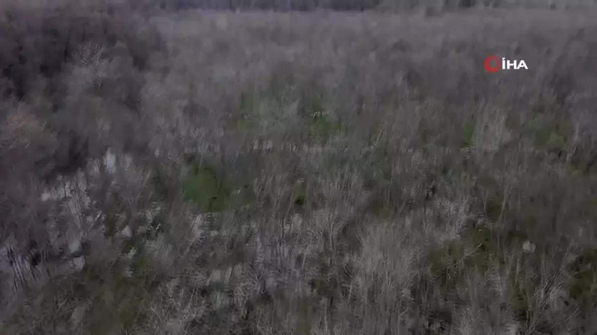 Firar Eden Ayı İçin Arama Başlatıldı